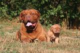 DOGUE DE BORDEAUX 437